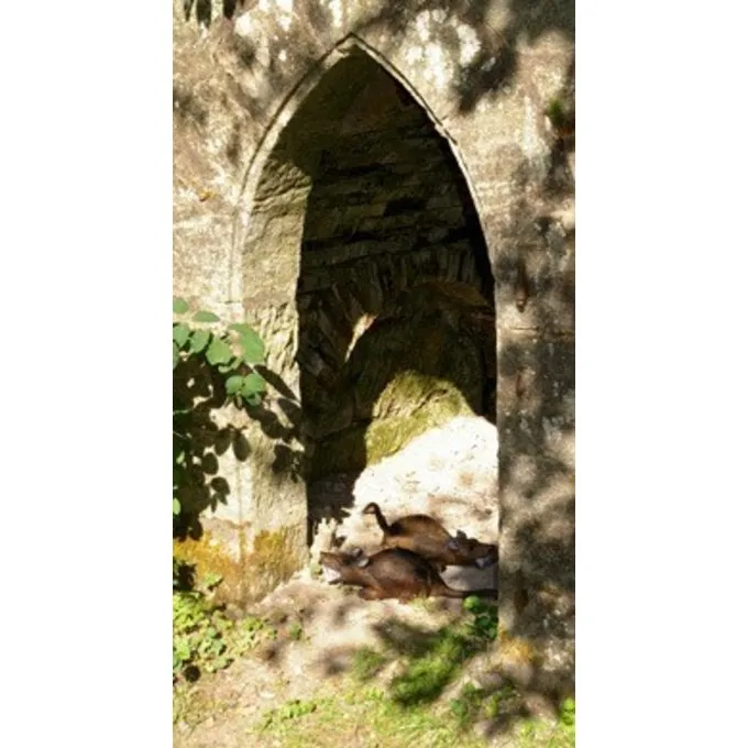 3D Bisamrotte 7 3D Bisamrotte - Billede 5